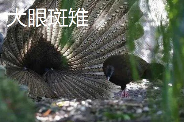野鸡的品种，常见的有环颈雉、血雉等