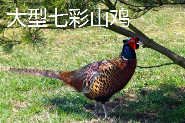 野鸡的品种，常见的有环颈雉、血雉等