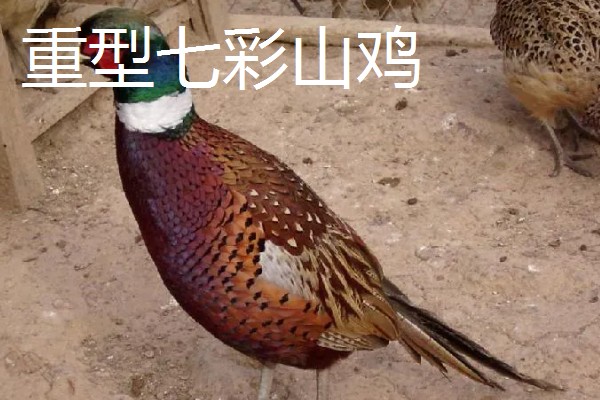 野鸡的品种，常见的有环颈雉、血雉等