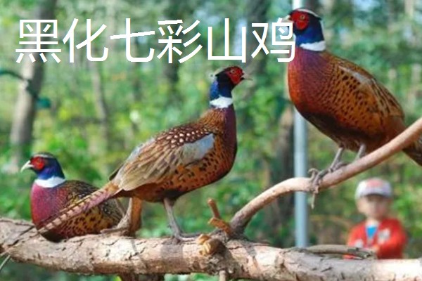 野鸡的品种，常见的有环颈雉、血雉等