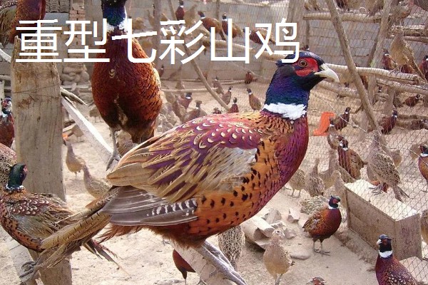 野鸡的品种，常见的有环颈雉、血雉等