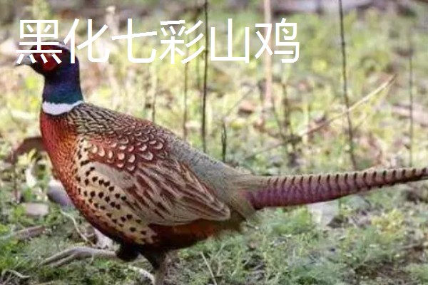 野鸡的品种，常见的有环颈雉、血雉等