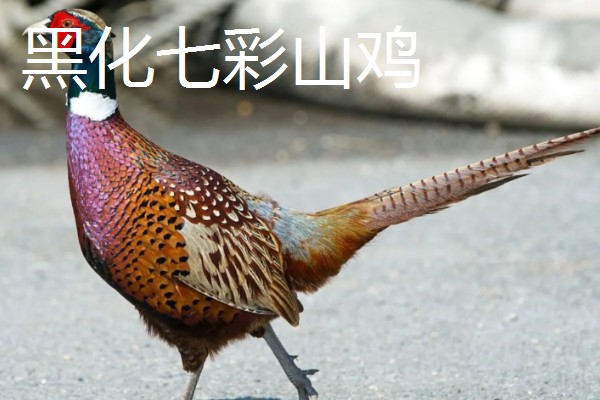 野鸡的品种，常见的有环颈雉、血雉等
