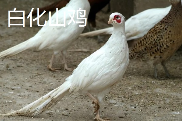 野鸡的品种，常见的有环颈雉、血雉等