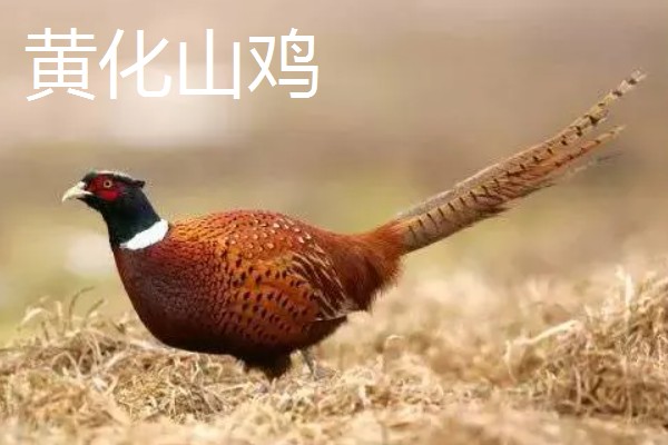 野鸡的品种，常见的有环颈雉、血雉等