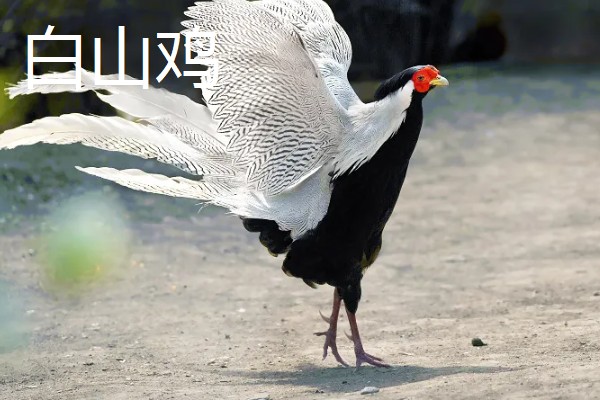 野鸡的品种，常见的有环颈雉、血雉等
