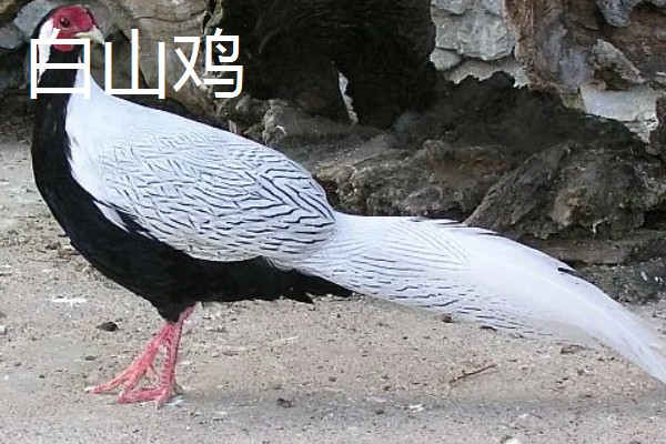 野鸡的品种，常见的有环颈雉、血雉等