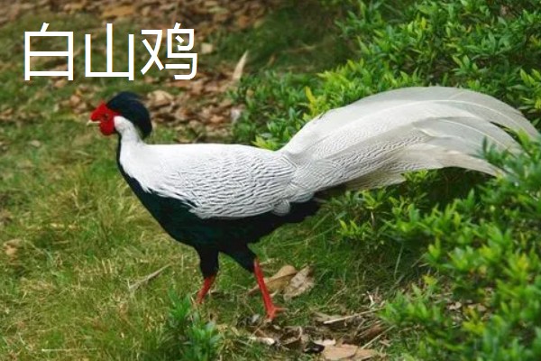 野鸡的品种，常见的有环颈雉、血雉等