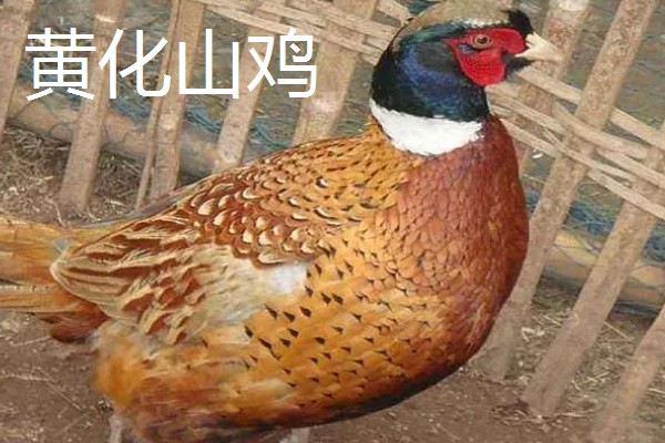 野鸡的品种，常见的有环颈雉、血雉等