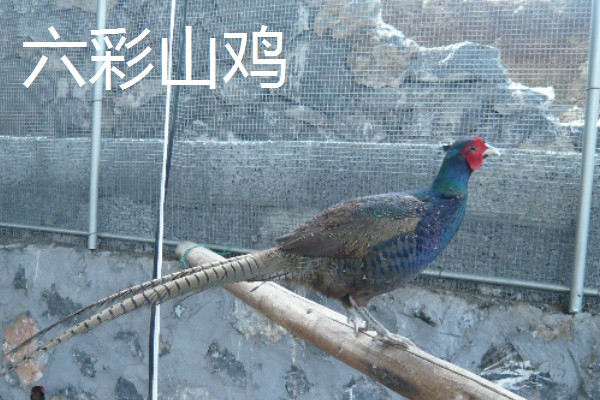 野鸡的品种，常见的有环颈雉、血雉等