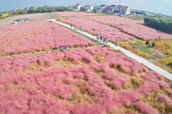 粉黛乱子草踩踏后第二年还能开花吗，不可再次开花