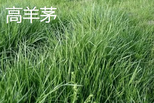 四季常青的护坡草籽品种，常见的有高羊茅、狗牙根等