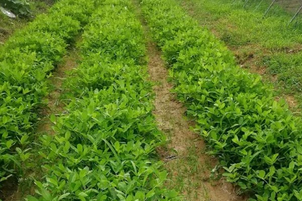 合理密植有什么原理，通过充分利用光能的方式增加产量