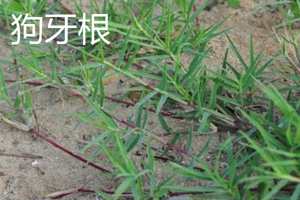 四季常青的护坡草籽品种，常见的有高羊茅、狗牙根等