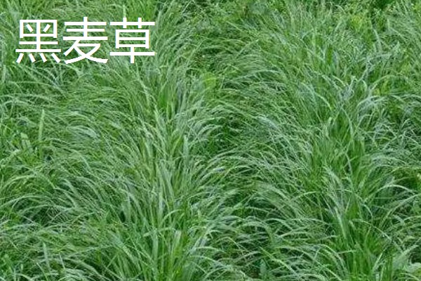 四季常青的护坡草籽品种，常见的有高羊茅、狗牙根等