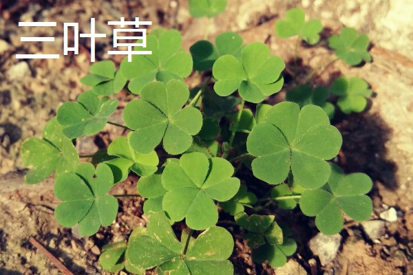 四季常青的护坡草籽品种，常见的有高羊茅、狗牙根等