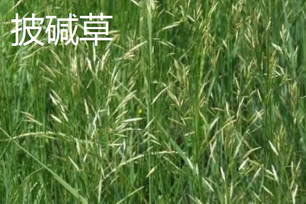 四季常青的护坡草籽品种，常见的有高羊茅、狗牙根等