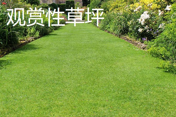 四季常青的护坡草籽品种，常见的有高羊茅、狗牙根等