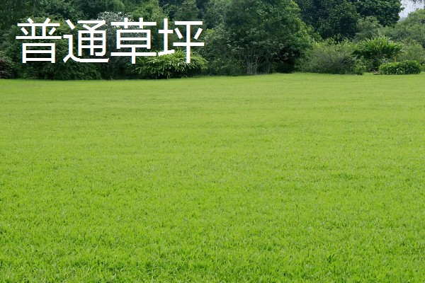 四季常青的护坡草籽品种，常见的有高羊茅、狗牙根等