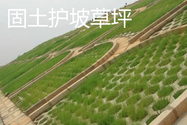 四季常青的护坡草籽品种，常见的有高羊茅、狗牙根等