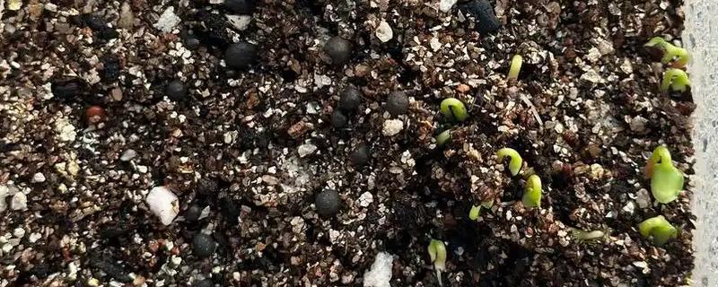 凤仙花如何栽培，在春季进行栽培