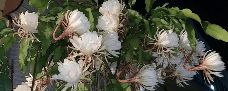 白露有什么代表性植物，昙花常用来比喻美好事物不持久