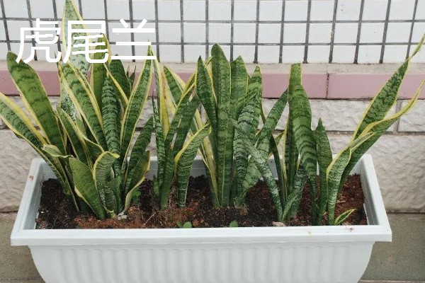 居家适合养什么绿植，推荐虎尾兰、君子兰等