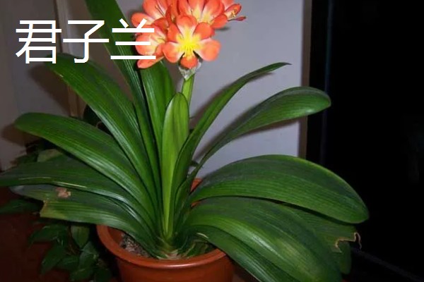 居家适合养什么绿植，推荐虎尾兰、君子兰等