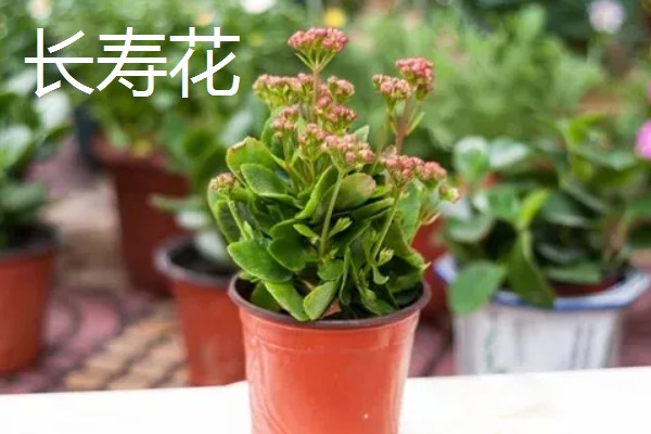 居家适合养什么绿植，推荐虎尾兰、君子兰等