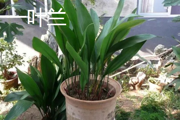 居家适合养什么绿植，推荐虎尾兰、君子兰等