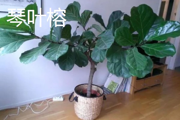 居家适合养什么绿植，推荐虎尾兰、君子兰等