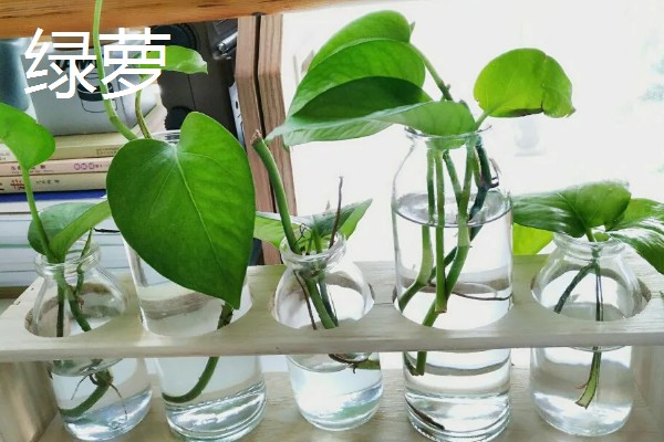 居家适合养什么绿植，推荐虎尾兰、君子兰等