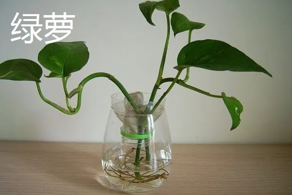 居家适合养什么绿植，推荐虎尾兰、君子兰等