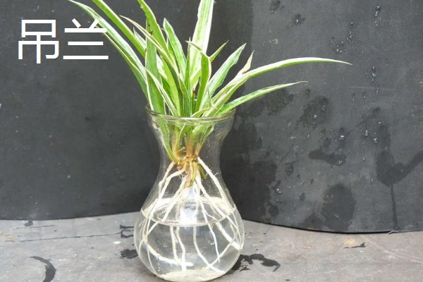 居家适合养什么绿植，推荐虎尾兰、君子兰等