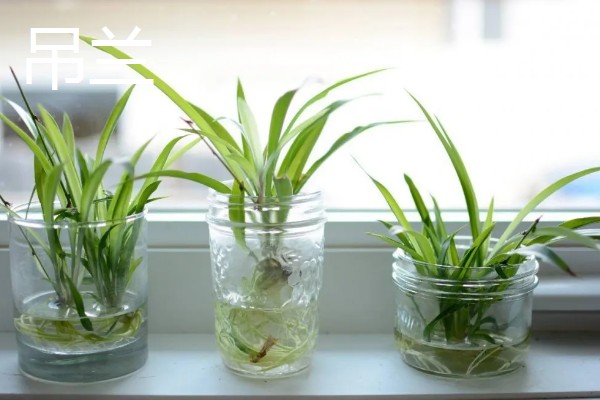 居家适合养什么绿植，推荐虎尾兰、君子兰等
