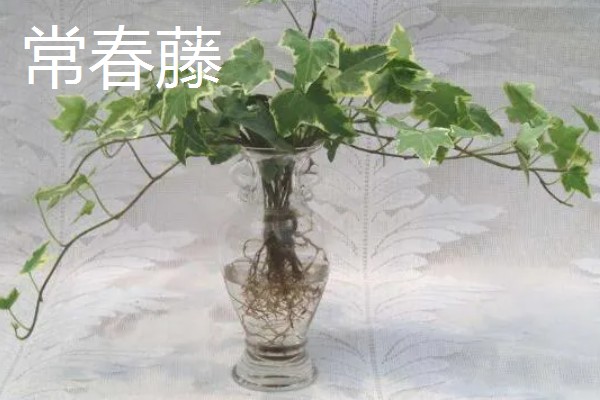 居家适合养什么绿植，推荐虎尾兰、君子兰等