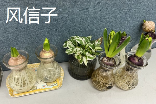 居家适合养什么绿植，推荐虎尾兰、君子兰等