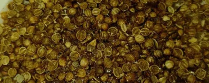 香菜种子的催芽方法，可采用浸泡法、布袋法等