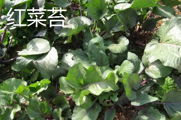 立秋适合种植什么农作物，可以种白菜、生菜、油菜等