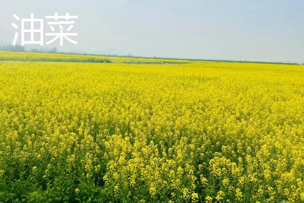 立秋适合种植什么农作物，可以种白菜、生菜、油菜等