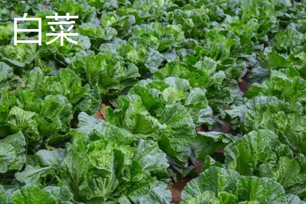 立秋适合种植什么农作物，可以种白菜、生菜、油菜等