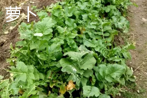 立秋适合种植什么农作物，可以种白菜、生菜、油菜等