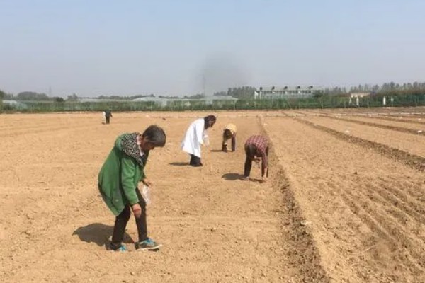 立秋适合种植什么农作物，可以种白菜、生菜、油菜等