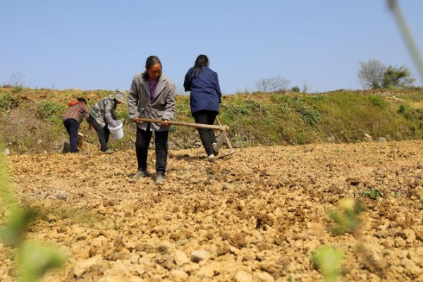 立秋适合种植什么农作物，可以种白菜、生菜、油菜等