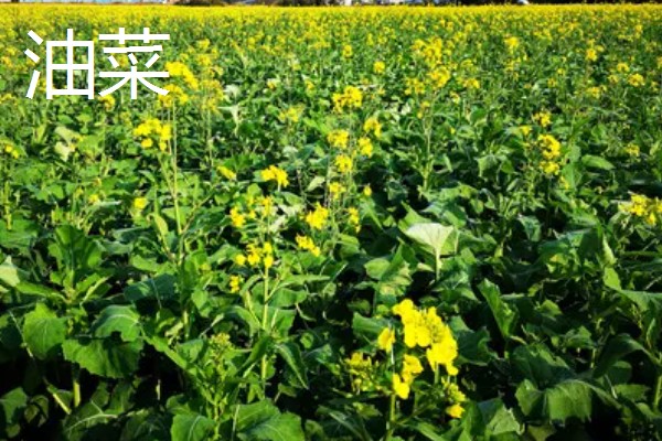 立秋适合种植什么农作物，可以种白菜、生菜、油菜等