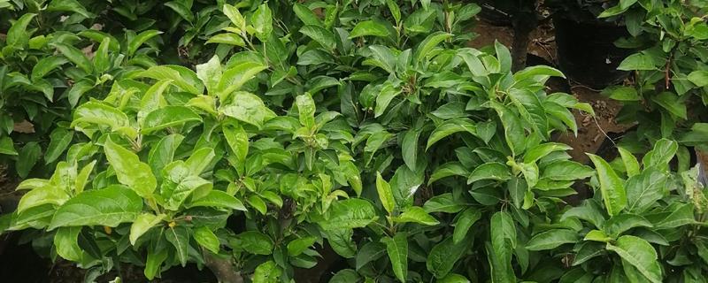 红肉苹果苗的种植方法，定植后要确保土壤的湿润
