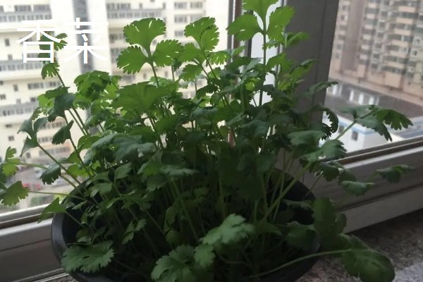 立秋适合种植什么农作物，可以种白菜、生菜、油菜等