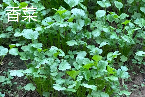 立秋适合种植什么农作物，可以种白菜、生菜、油菜等