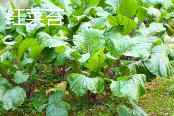 立秋适合种植什么农作物，可以种白菜、生菜、油菜等