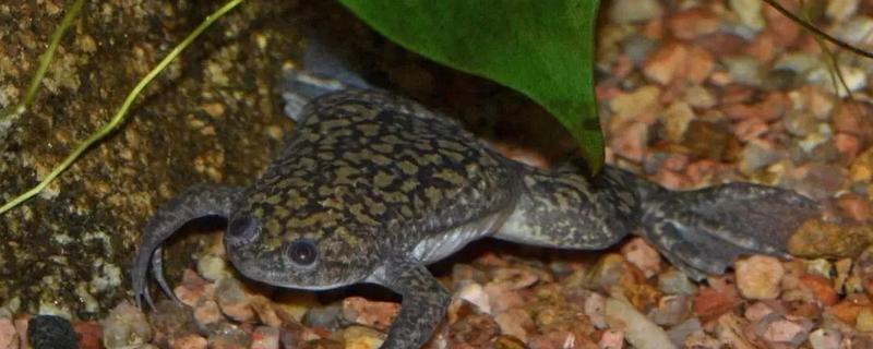 非洲爪蟾简介,是南非的一种水生蛙类